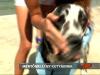 Mentmellny s UV szrs napszemcsi kutyknak