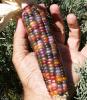 Egy amerikai farmer feltalálta a színes kukoricát